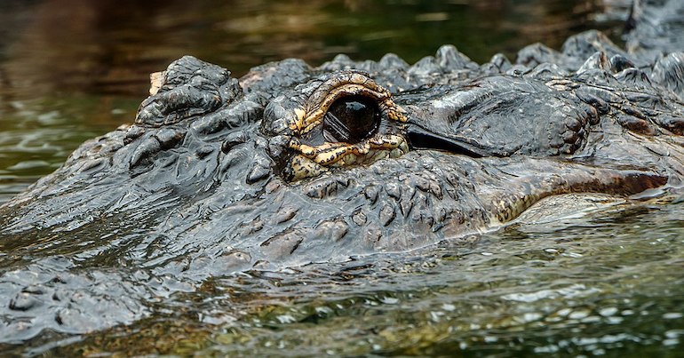An alligator half submerged in water