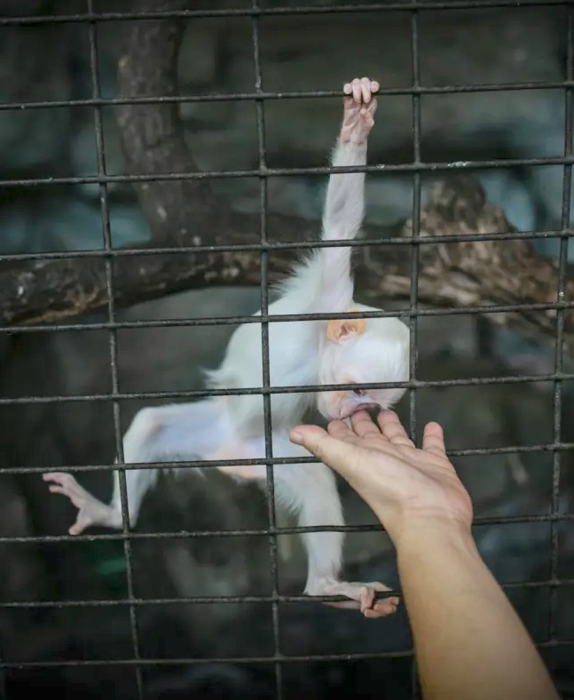 A person reaches out to touch the face of a small non-human primate who is hanging from the bars of their cage in Pata Zoo, Thailand
