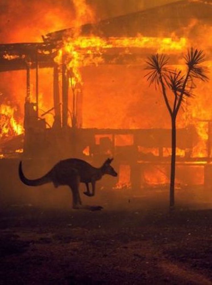 A kangaroo rushed a burning house bushfires in Australia
