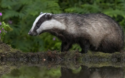 Government adds expansive third prong to the badger cull, while claiming a ‘phase out’