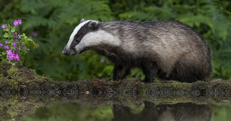 A European badger standing next to a waterbody, surrounded by shrubbery.