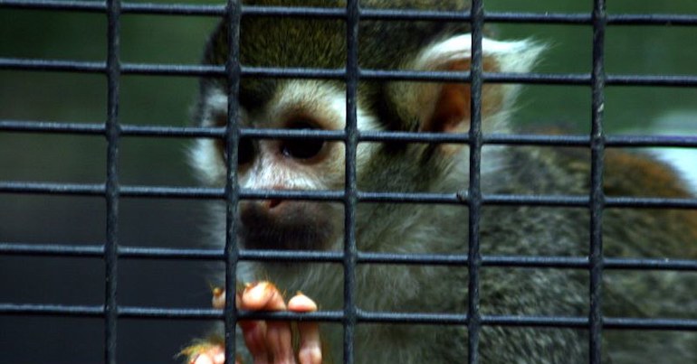A squirrel monkey in a cage