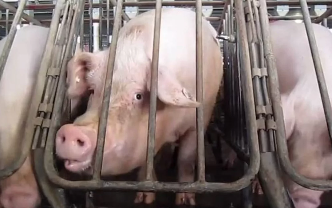Pigs in gestation crates