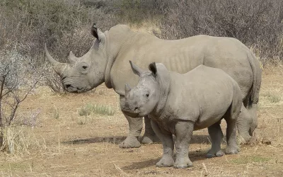 Enforcing horn trade ban — the world needs to channel its inner rhino mom