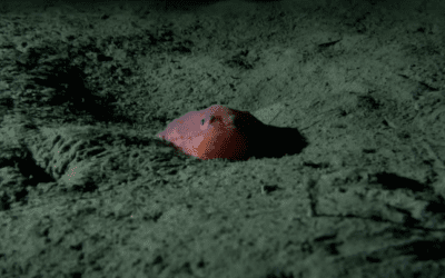 Deep-sea mining risks costing everyone – including mining companies – the Earth