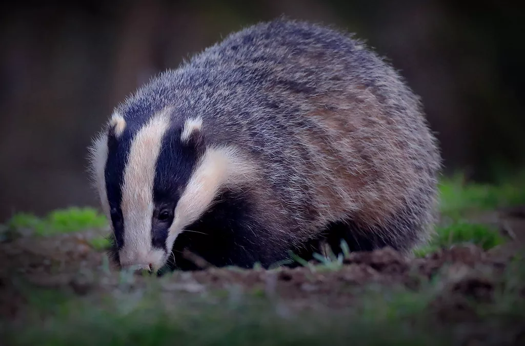 FOIs reveal Badger cull approved in National Nature Reserves