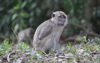 The UK is failing macaques