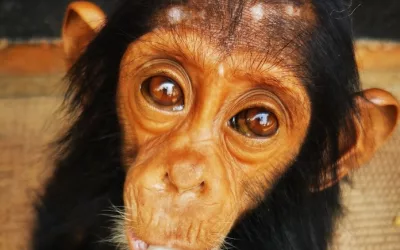 Opportunity knocks for wildlife trade body to step up for great apes