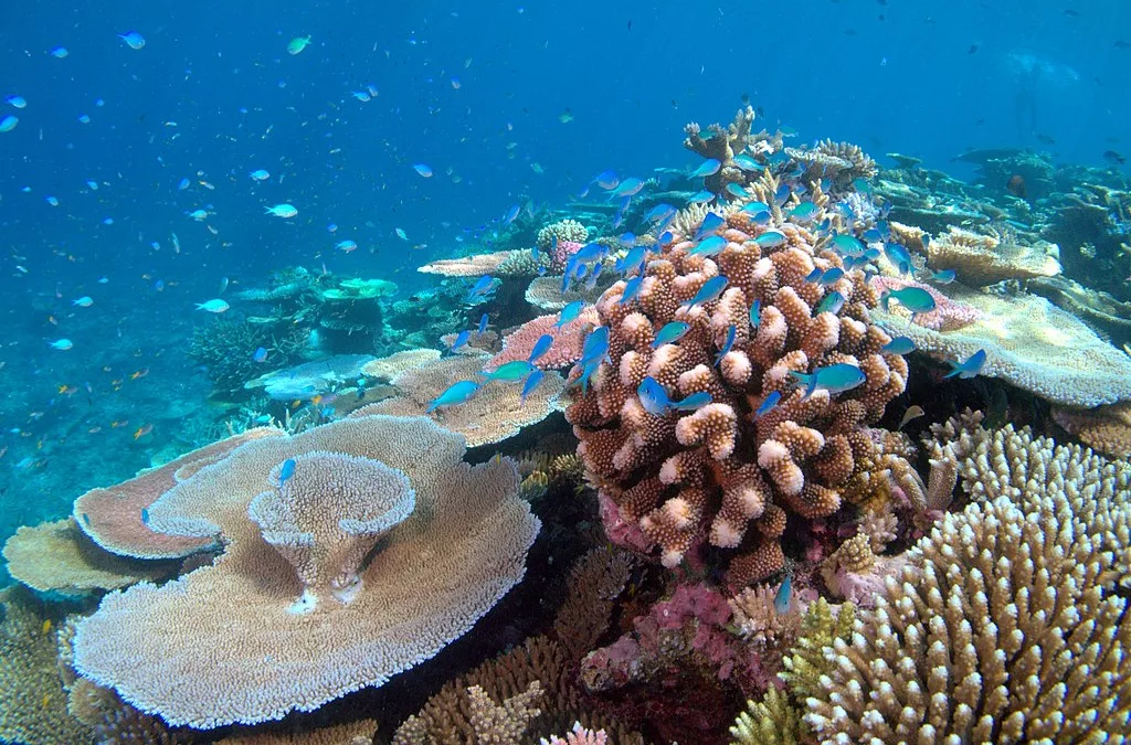 Calls for change as tonnes of coral taken from Great Barrier Reef