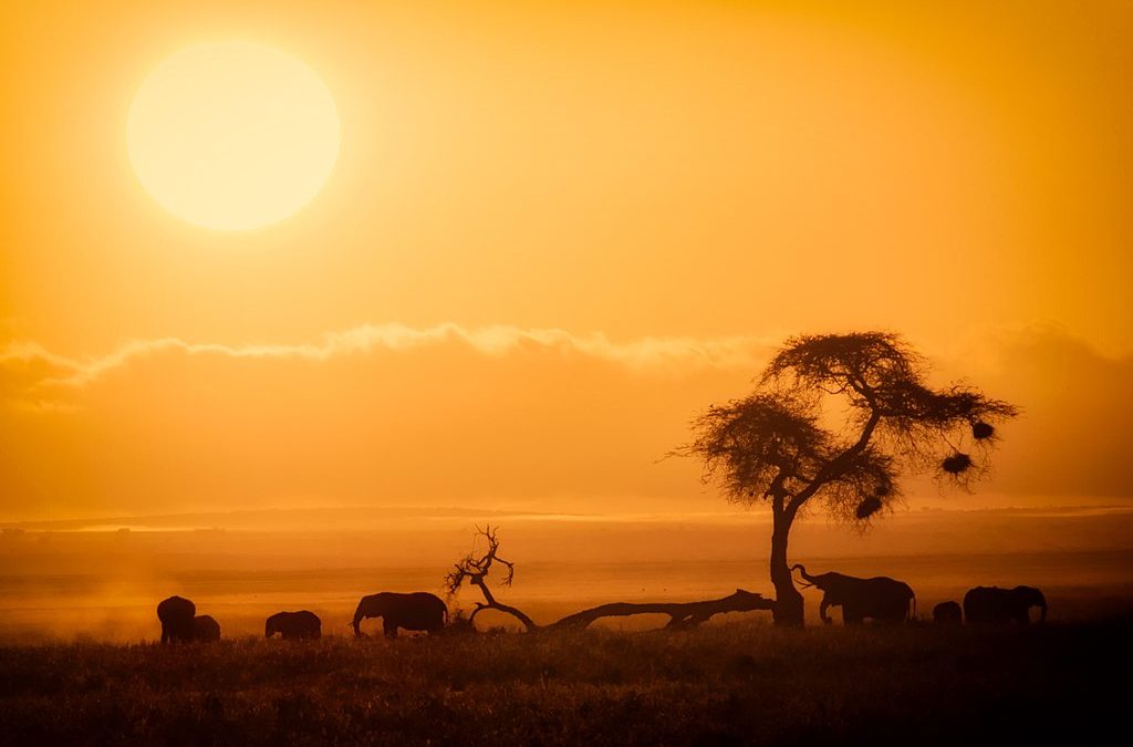Alarm over trophy hunters taking aim at Amboseli’s ‘iconic giants’