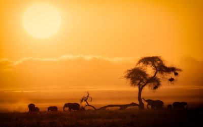 Alarm over trophy hunters taking aim at Amboseli’s ‘iconic giants’