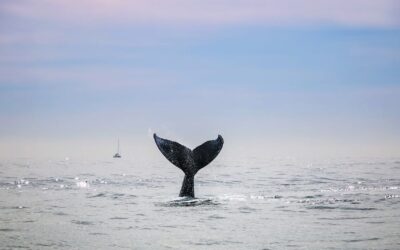 Ports in the deep-sea mining storm