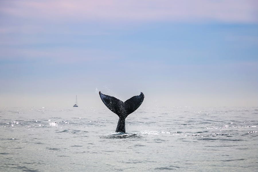 Ports in the deep-sea mining storm