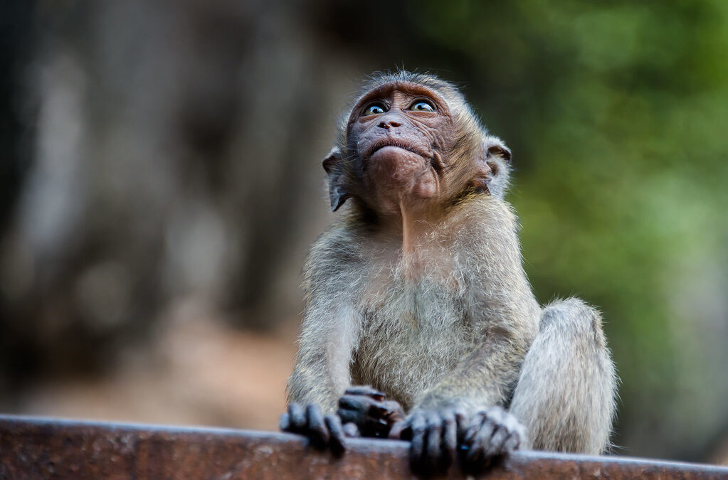 Evidence mounts of long-tailed macaques’ dire conservation status