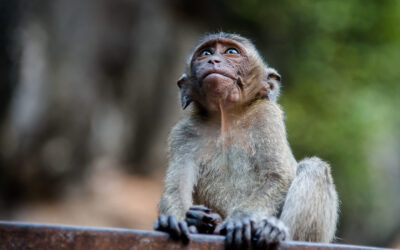 Evidence mounts of long-tailed macaques’ dire conservation status