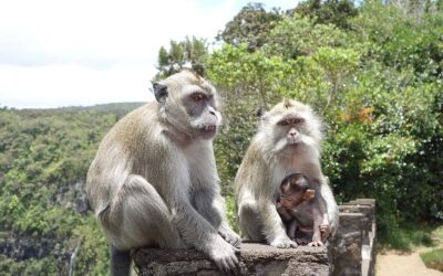 Probe points to rule breach in Mauritius’ lab monkey business