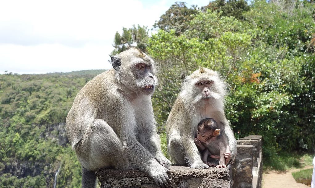 Probe points to rule breach in Mauritius’ lab monkey business