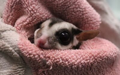 The Exotic Pet Trade Harms Animals and Humans. The European Union Is Studying a Potential Solution