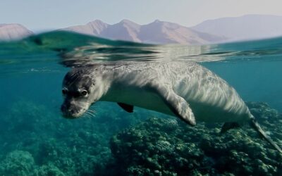 Beneath the surface of the wins for wildlife at CITES’ latest conference