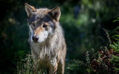 Science takes a back seat in the war on wolves