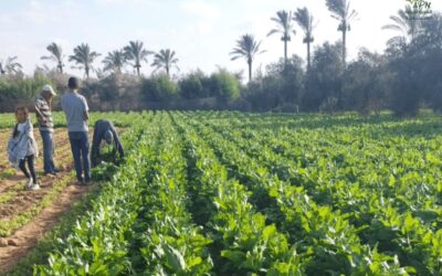 A project to revive Gaza’s farmland is bearing fruit against the odds