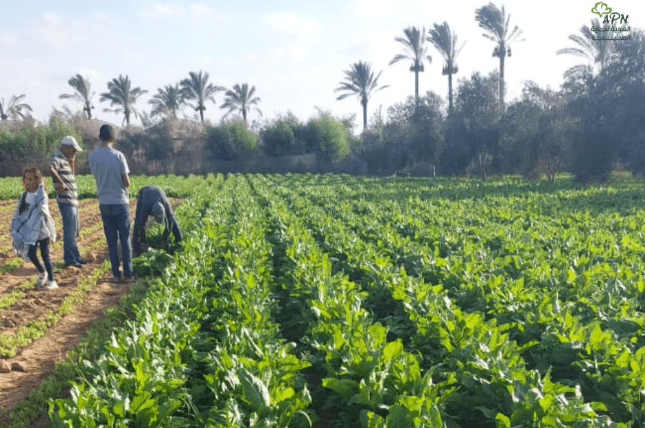 A project to revive Gaza’s farmland is bearing fruit against the odds