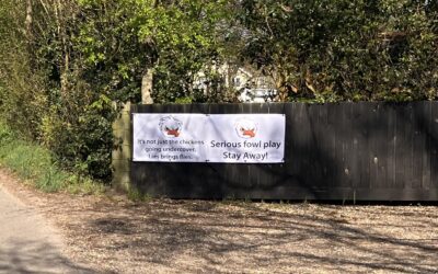 Chicks on Speed: Big Chicken’s Push for Faster Birds, But Slower Reform