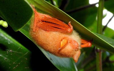 Why ‘tiny bat in coffin’ ornaments are no trivial matter