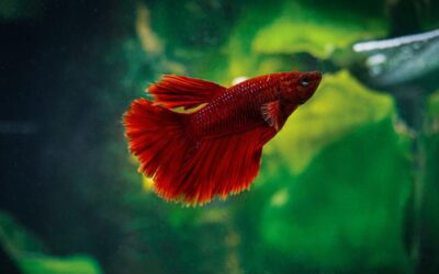 Time to Confront the Aquarium Trade’s ‘Gray Areas’