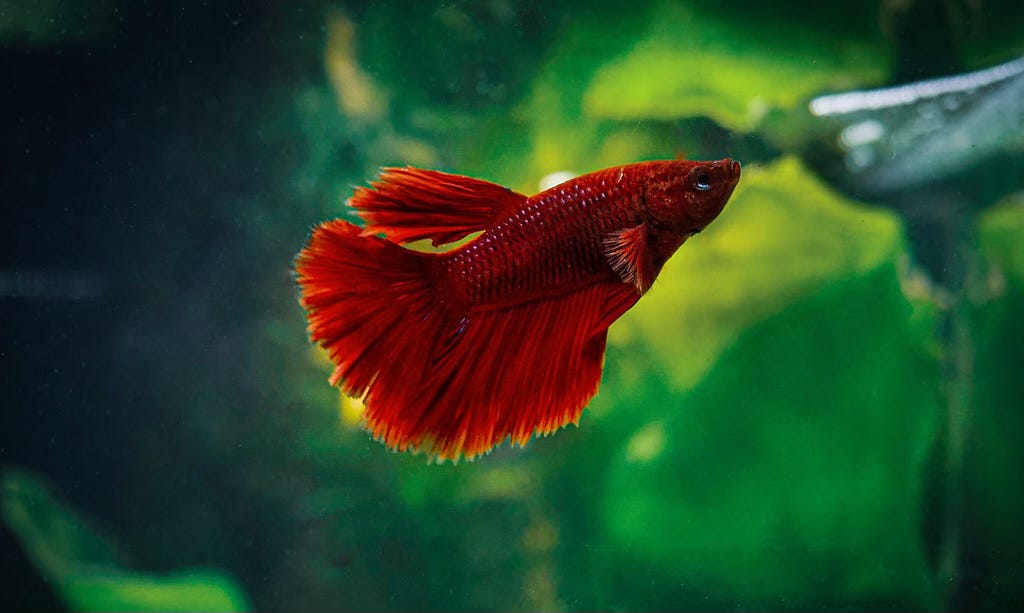 Time to Confront the Aquarium Trade’s ‘Gray Areas’