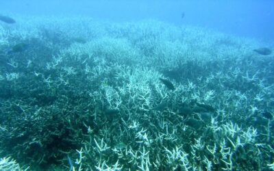 Cash for Corals: Exploiting Ecosystems on Their Way to Extinction